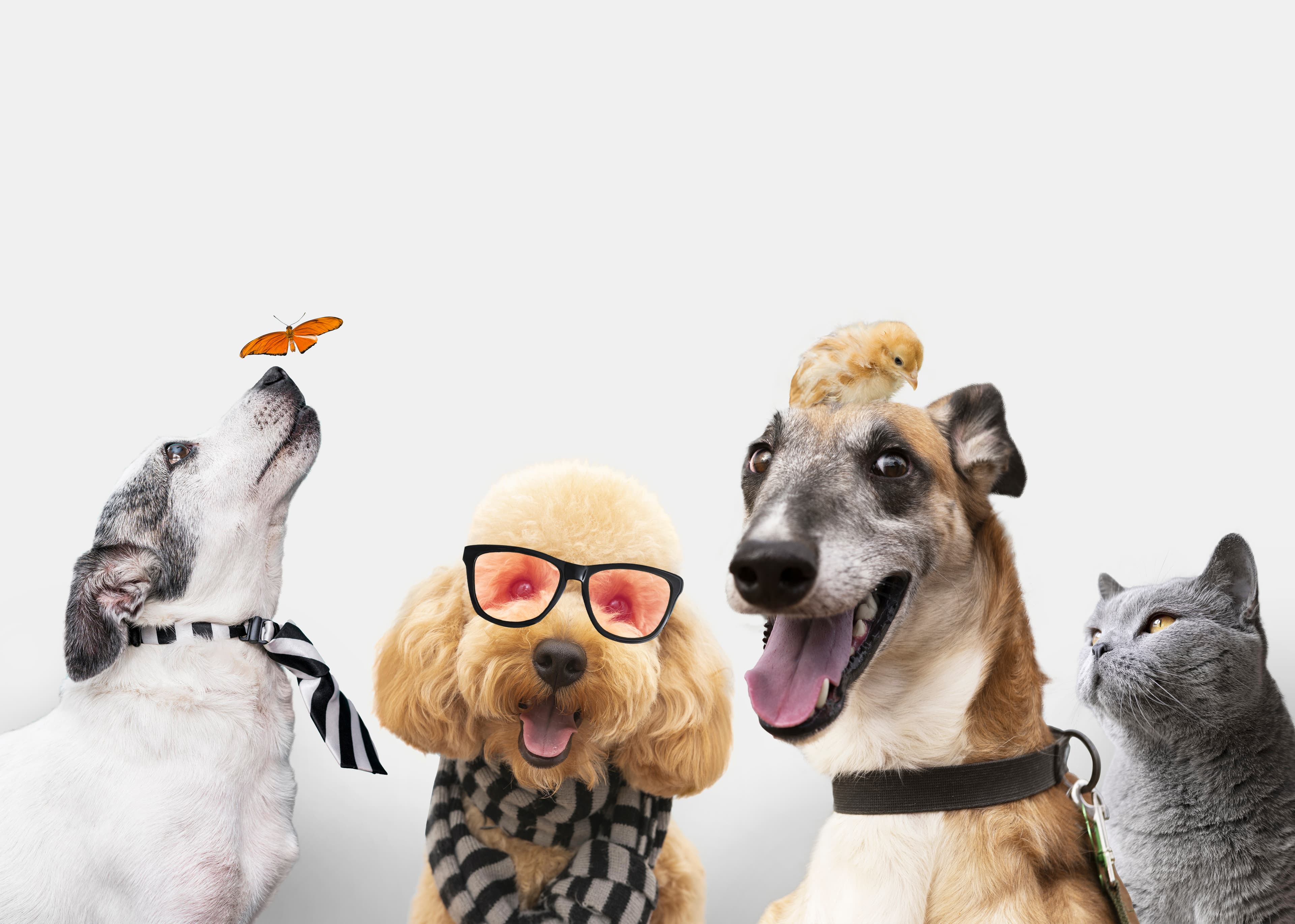 Grupo de animales lindos